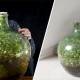Photo of Incidentally, the tree still lives well in a sealed glass bottle for 45 years, even without watering