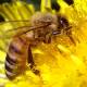Insecticides harm the honey bee life