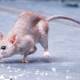 Photo of Interesting facts about mice you may not know