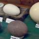 Interesting things about the eggs of animals