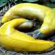It turns out a meal of banana slugs is like this