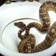 It turns out this is the reason people often catch snakes in the toilet
