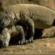 Photo of Komodo dragon blood helps fight antibiotic resistant bacteria