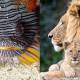 Photo of List of 24 endangered animals in the last 10 years