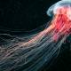 Photo of Listed 10 largest species of creatures in the ocean