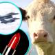 Photo of Making lipstick, aircraft fuel: Cows are more effective than you think