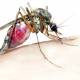 Photo of Malaria parasites die quickly in blue dyes