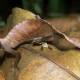 Photo of Marvel at animals with superhuman abilities that look exactly like Pokemon