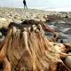 Photo of Marvel at the strange mysteries found after floods and storms