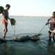 Mysterious tribe of the world's smallest tribe specialized in catching crocodiles and hippos