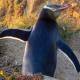 New Zealand yellow-eyed penguins face extinction