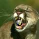 Photo of OS X Mountain Lion will have automatic update feature