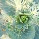 Photo of Plants feel pain when they are eaten and have a defense mechanism against it