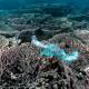 Photo of Plastic containers are the latest threat to coral reefs