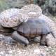 Photo of Rattlesnake lazy riding thanks to tortoise's back