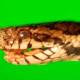 Research to warn snake mushrooms can be a global threat