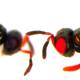 Photo of Science created a shocking red-eye mutant bee