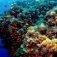 Photo of Science warns: 70-90% of corals will disappear in the next 20 years, and become extinct in 80 years