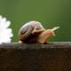 Photo of Scientists decode the genome of the death snail