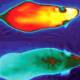 Photo of Scientists identify genes capable of burning brown fat