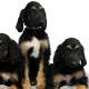 Scientists successfully replicated the world's first cloned dog