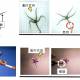 Photo of Sea stars inspire new generations of robots that can adapt to physical injuries