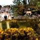 Sea wolves specialize in eating salmon and can swim for many hours in the ocean in Canada
