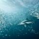 Photo of Sharks plunge into gobbling up giant fish thousands