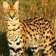 Photo of Snake dead readers fool African wild cats