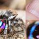 Photo of Spiders emit rainbows from the abdomen causing fever