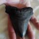 Photo of Storm Matthew unearthed giant prehistoric shark teeth
