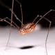 Photo of Strange spider species called 'Daddy loves long legs'