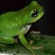 Strange story about frogs laying eggs and taking eggs in bamboo trees