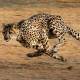 Photo of The 10 fastest animals on Earth