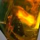 Photo of The 30 million-year-old mantis is perfectly preserved in amber, looks like a modern mantis