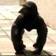 Photo of The crow squats like a gorilla that confuses the Internet and the truth is surprisingly simple