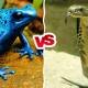 Photo of The difference between snake venom and toad toxin