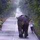 Photo of The elephant was hostile, three times chasing the walking couple