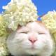 Photo of The legendary Shironeko has passed away, and the family chose the 18th 'birthday' to announce the sad news