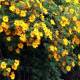 Photo of The most beautiful and attractive flower seasons in Vietnam should check in once in a lifetime