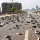 Photo of The most mysterious and mysterious animal rains in the world