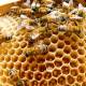 Photo of The number of honey bees in the world decreased by nearly 12%
