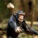 This chimpanzee population has a hobby of throwing rocks at trees and the mysterious reason behind it