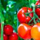 Photo of Tomato fruit and 11 surprisingly interesting facts that not everyone knows