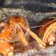 Photo of Unexpectedly discover the new unique hermit crab in South Africa