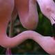 Photo of Video: Flamingoes feeding their babies with 'red milk' surprised many people