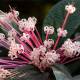 Photo of What is starburst bush?