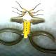 Photo of What kind of creature is the real life Pokemon in Gia Lai?