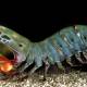 Photo of Whoever expected the creature to be 10cm long and only known on this table could change the world