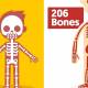 Photo of Why do adult bodies have 206 bones but babies have 300?
